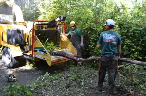 tree services Gold Canyon